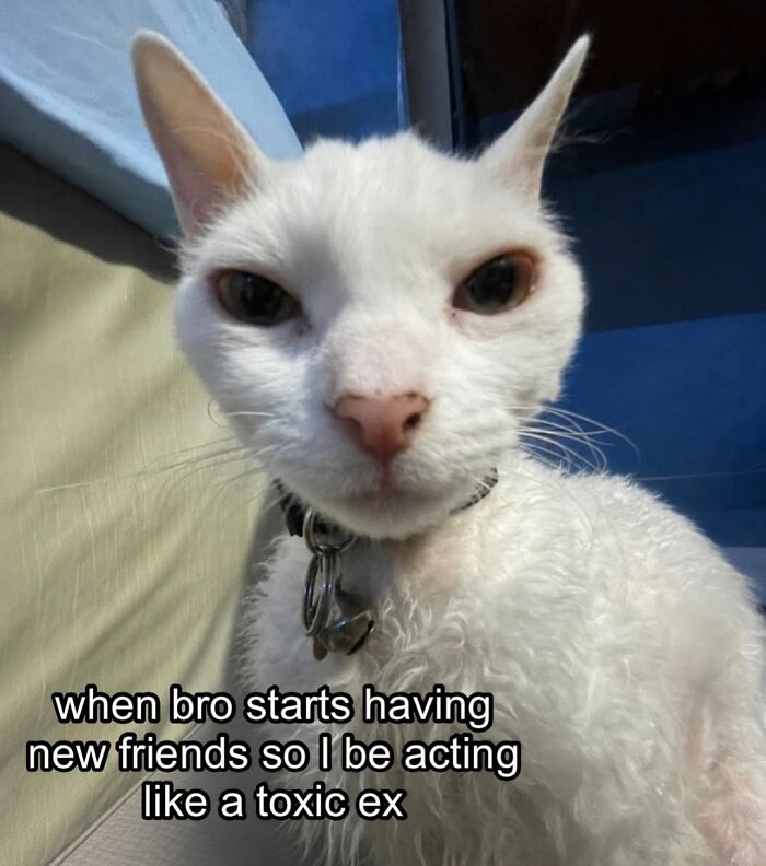 This Devon Rex Cat’s Instagram Is Pure Serotonin, Here Are 30 Of Its Cutest Moments This Devon Rex Cat’s Instagram Is Pure Serotonin, Here Are 30 Of Its Cutest Moments