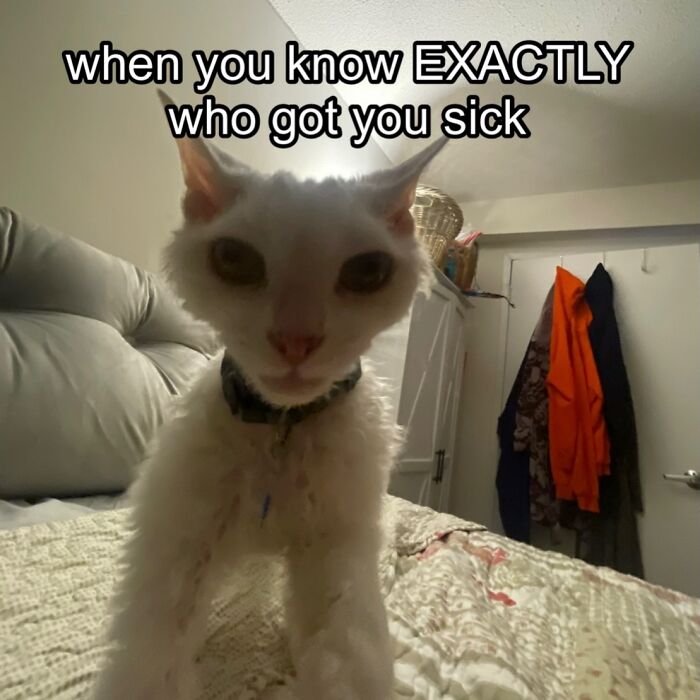 This Devon Rex Cat’s Instagram Is Pure Serotonin, Here Are 30 Of Its Cutest Moments This Devon Rex Cat’s Instagram Is Pure Serotonin, Here Are 30 Of Its Cutest Moments