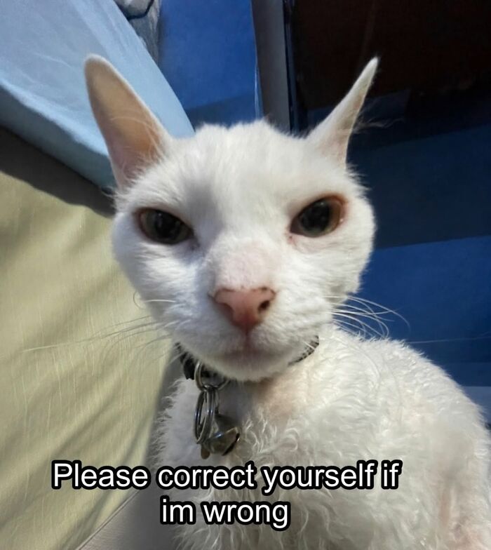 This Devon Rex Cat’s Instagram Is Pure Serotonin, Here Are 30 Of Its Cutest Moments This Devon Rex Cat’s Instagram Is Pure Serotonin, Here Are 30 Of Its Cutest Moments