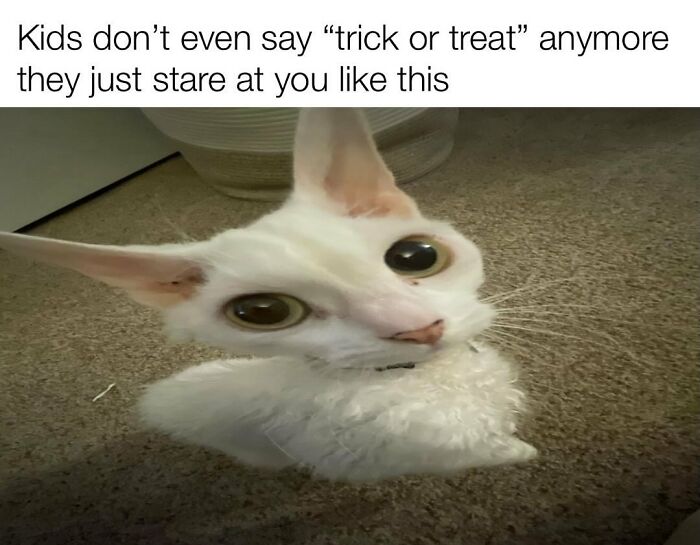 This Devon Rex Cat’s Instagram Is Pure Serotonin, Here Are 30 Of Its Cutest Moments This Devon Rex Cat’s Instagram Is Pure Serotonin, Here Are 30 Of Its Cutest Moments