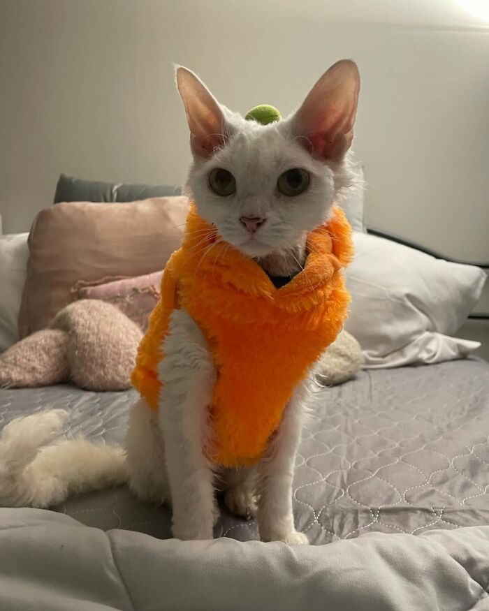 This Devon Rex Cat’s Instagram Is Pure Serotonin, Here Are 30 Of Its Cutest Moments This Devon Rex Cat’s Instagram Is Pure Serotonin, Here Are 30 Of Its Cutest Moments