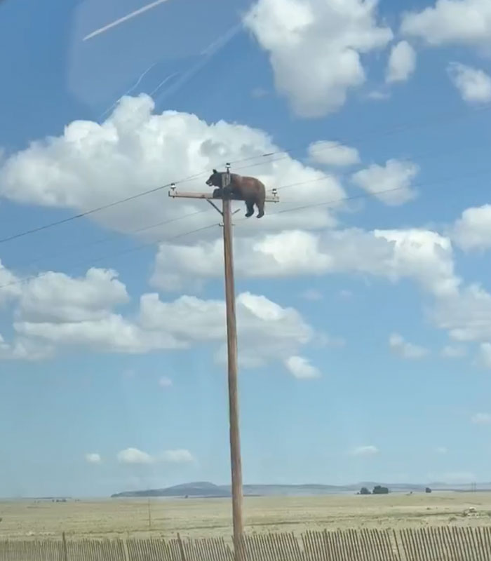 Tragic Update In Viral Story Of Bear Who Was Found Stuck Atop Telephone Pole
