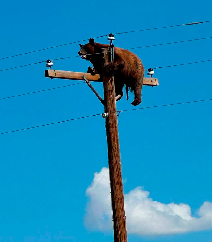 Tragic Update In Viral Story Of Bear Who Was Found Stuck Atop Telephone Pole