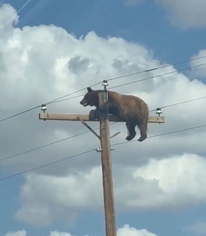 Tragic Update In Viral Story Of Bear Who Was Found Stuck Atop Telephone Pole