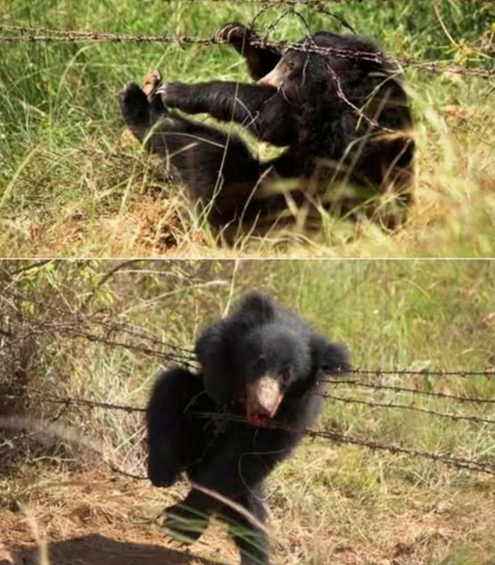 Tragic Update In Viral Story Of Bear Who Was Found Stuck Atop Telephone Pole