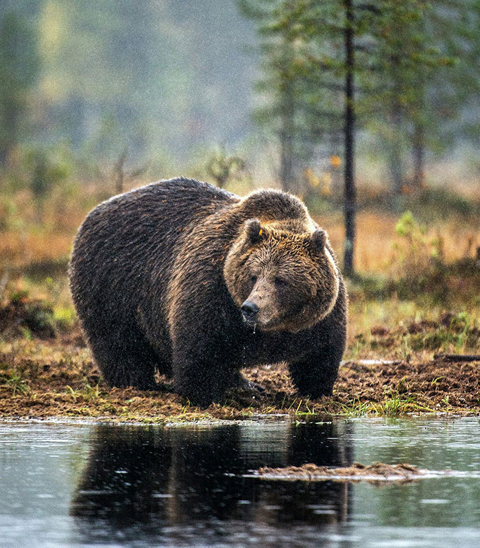 Tragic Update In Viral Story Of Bear Who Was Found Stuck Atop Telephone Pole