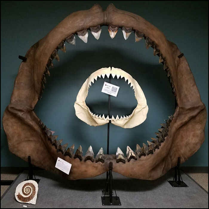86 Size Comparisons That Might Make You Understand The True Scale Of Some Things 86 Size Comparisons That Might Make You Understand The True Scale Of Some Things