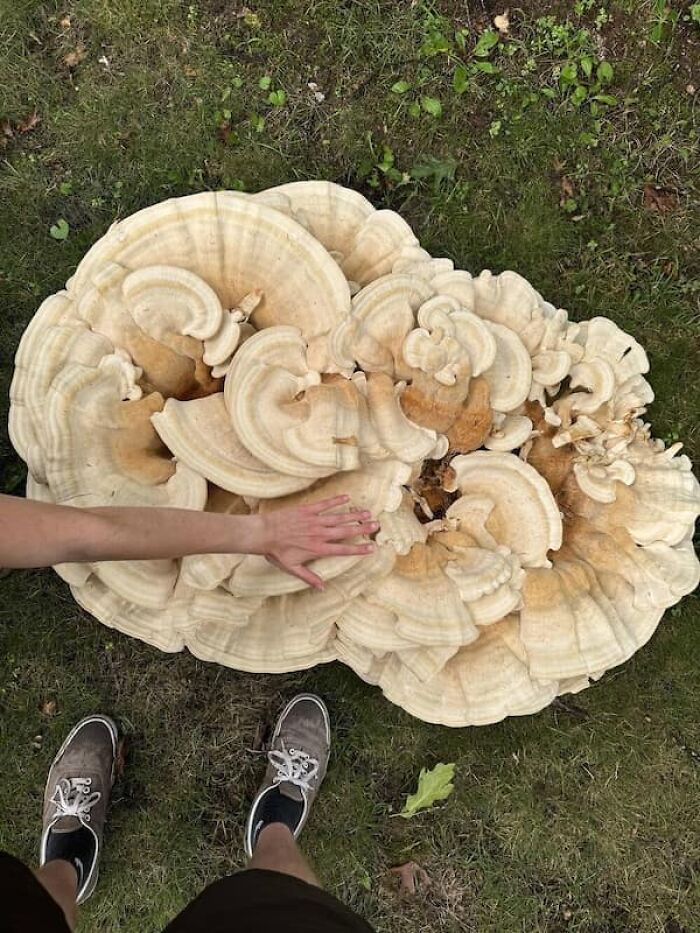 86 Size Comparisons That Might Make You Understand The True Scale Of Some Things 86 Size Comparisons That Might Make You Understand The True Scale Of Some Things