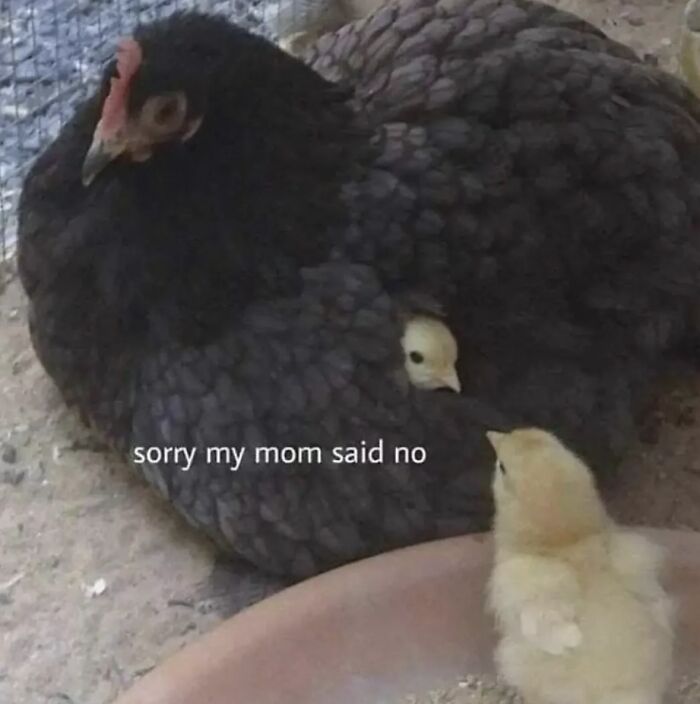 If Reality Is Too Much Right Now, Here Are 90 Relatable And Respectful Memes To Boost Your Morale (New Pics) If Reality Is Too Much Right Now, Here Are 90 Relatable And Respectful Memes To Boost Your Morale (New Pics)