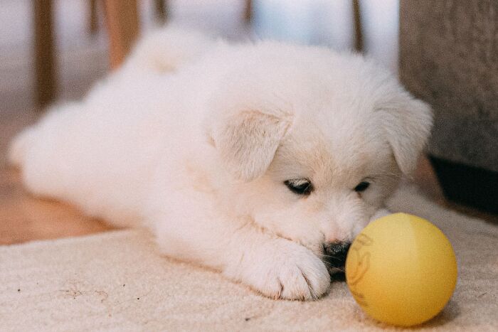 Animal Behavior Expert Explains 17 Common Things People Get Wrong About Dogs Animal Behavior Expert Explains 17 Common Things People Get Wrong About Dogs