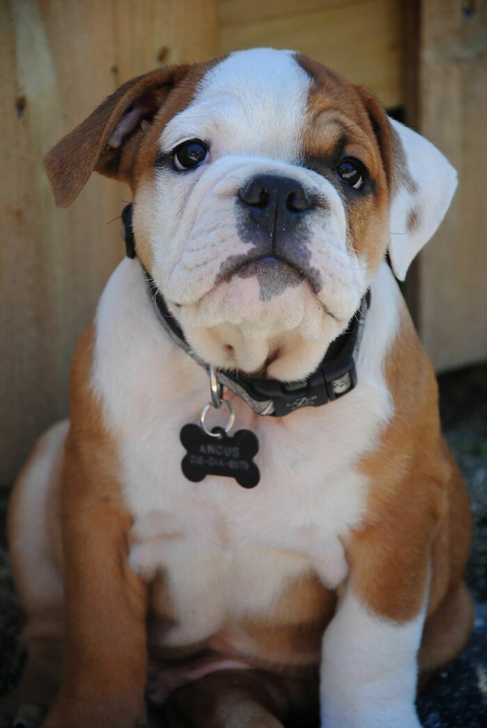 Animal Behavior Expert Explains 17 Common Things People Get Wrong About Dogs Animal Behavior Expert Explains 17 Common Things People Get Wrong About Dogs