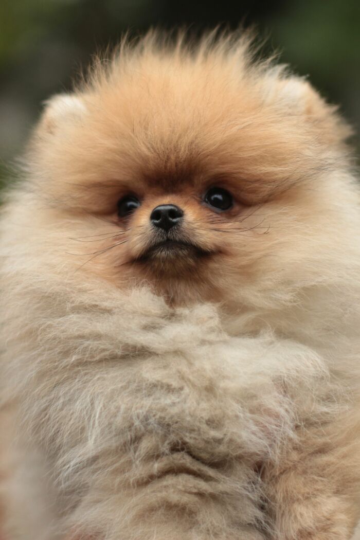 Animal Behavior Expert Explains 17 Common Things People Get Wrong About Dogs Animal Behavior Expert Explains 17 Common Things People Get Wrong About Dogs
