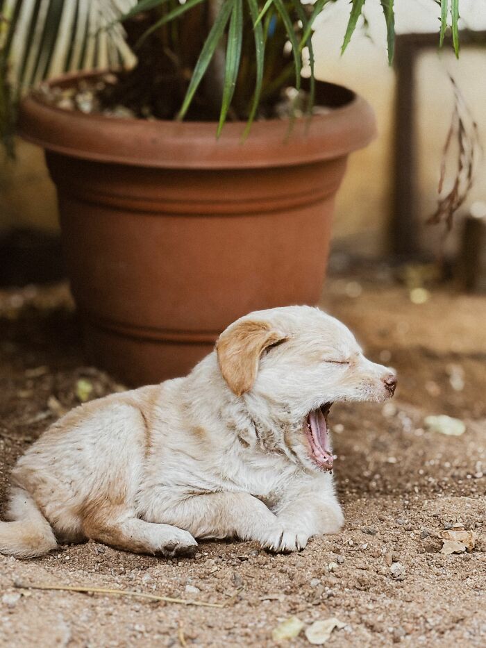 Animal Behavior Expert Explains 17 Common Things People Get Wrong About Dogs Animal Behavior Expert Explains 17 Common Things People Get Wrong About Dogs