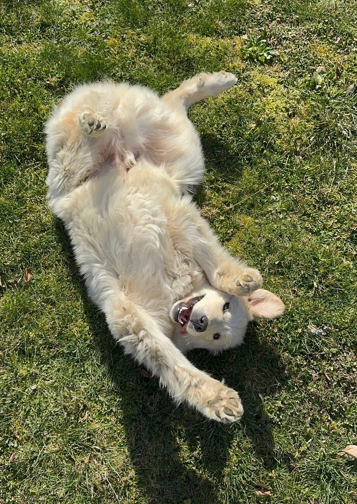 Animal Behavior Expert Explains 17 Common Things People Get Wrong About Dogs Animal Behavior Expert Explains 17 Common Things People Get Wrong About Dogs