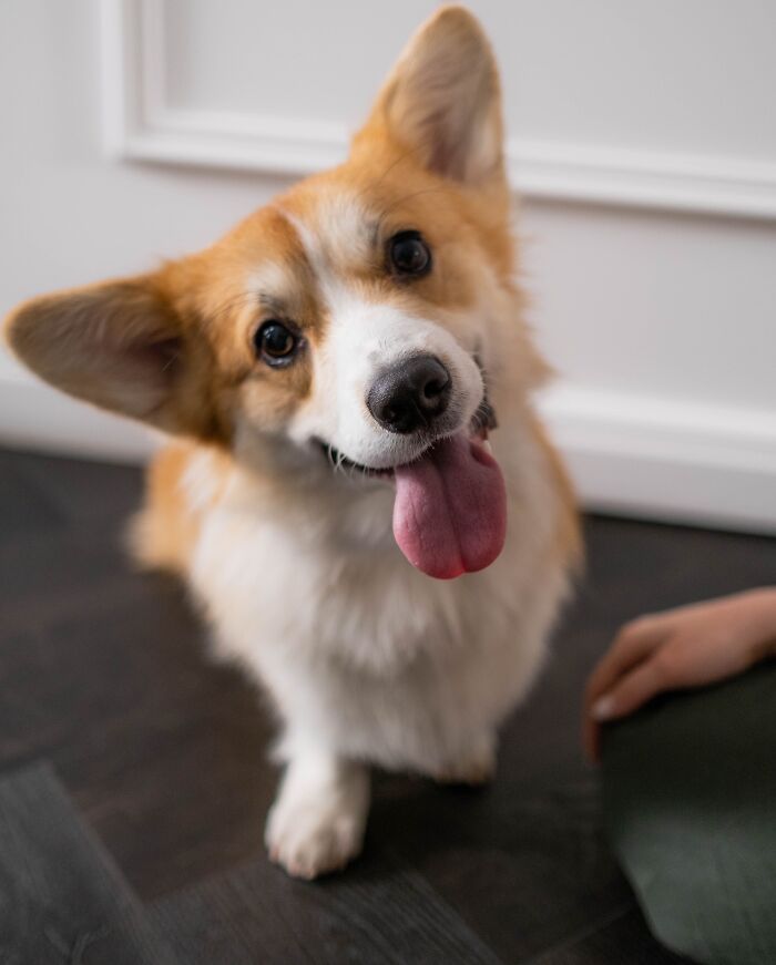 Animal Behavior Expert Explains 17 Common Things People Get Wrong About Dogs Animal Behavior Expert Explains 17 Common Things People Get Wrong About Dogs