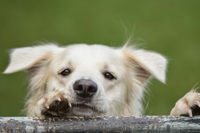 Animal Behavior Expert Explains 17 Common Things People Get Wrong About Dogs Animal Behavior Expert Explains 17 Common Things People Get Wrong About Dogs