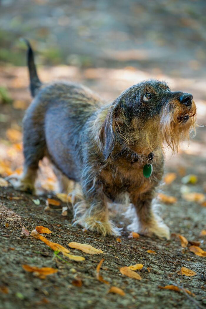 Animal Behavior Expert Explains 17 Common Things People Get Wrong About Dogs Animal Behavior Expert Explains 17 Common Things People Get Wrong About Dogs