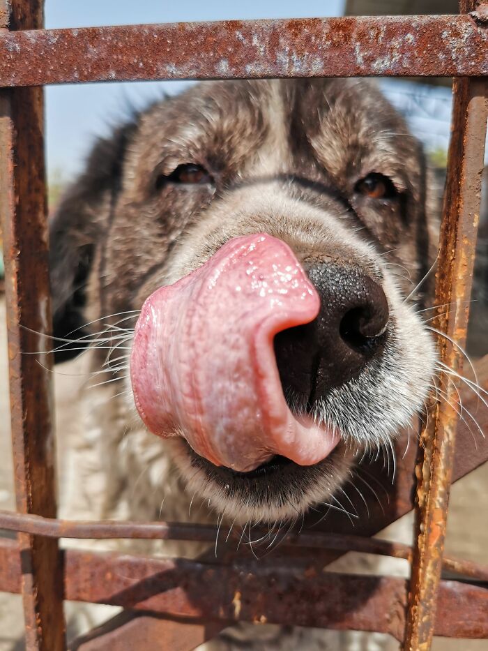Animal Behavior Expert Explains 17 Common Things People Get Wrong About Dogs Animal Behavior Expert Explains 17 Common Things People Get Wrong About Dogs