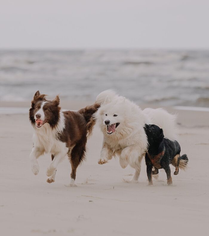Animal Behavior Expert Explains 17 Common Things People Get Wrong About Dogs Animal Behavior Expert Explains 17 Common Things People Get Wrong About Dogs