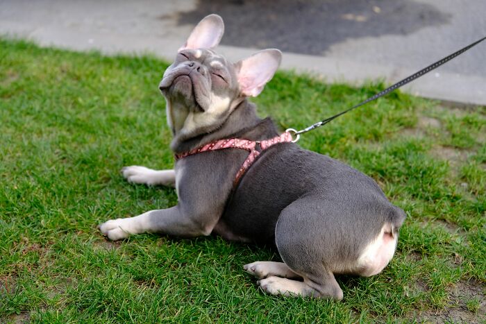 Animal Behavior Expert Explains 17 Common Things People Get Wrong About Dogs Animal Behavior Expert Explains 17 Common Things People Get Wrong About Dogs