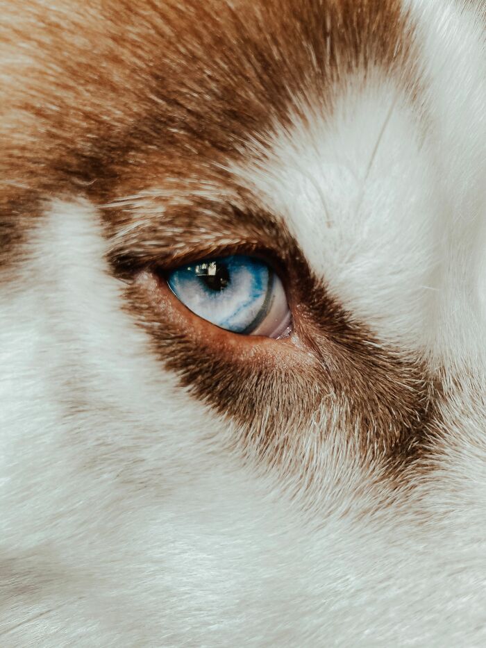 Animal Behavior Expert Explains 17 Common Things People Get Wrong About Dogs Animal Behavior Expert Explains 17 Common Things People Get Wrong About Dogs