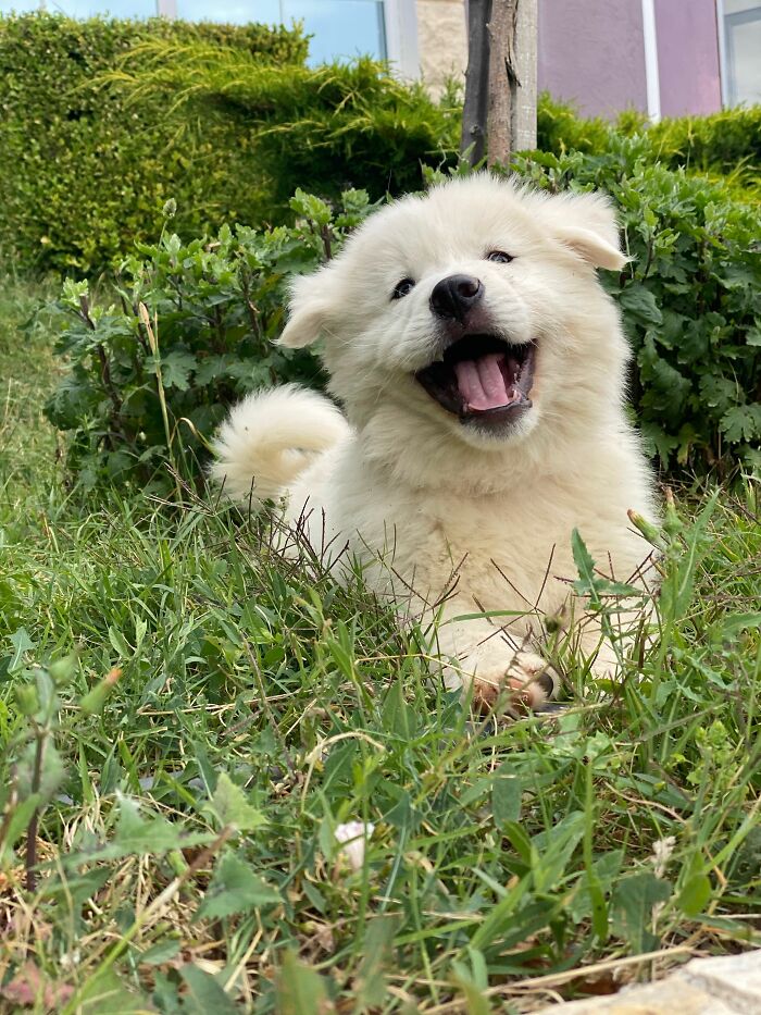 Animal Behavior Expert Explains 17 Common Things People Get Wrong About Dogs Animal Behavior Expert Explains 17 Common Things People Get Wrong About Dogs