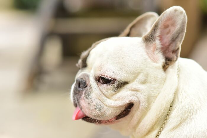 Animal Behavior Expert Explains 17 Common Things People Get Wrong About Dogs Animal Behavior Expert Explains 17 Common Things People Get Wrong About Dogs