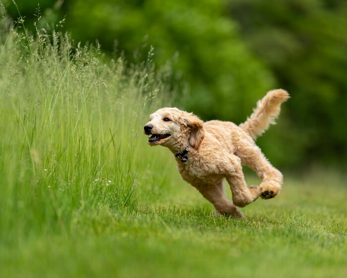 Animal Behavior Expert Explains 17 Common Things People Get Wrong About Dogs Animal Behavior Expert Explains 17 Common Things People Get Wrong About Dogs