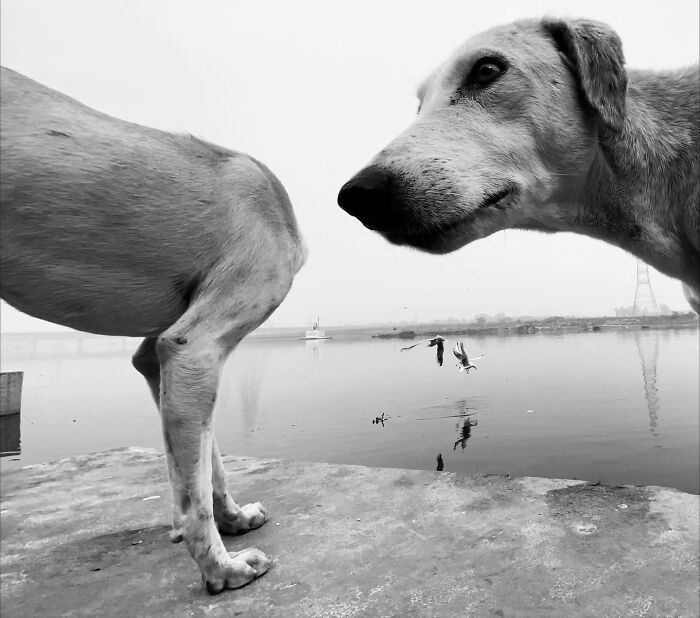 31 Street Photos By PSP Where Animals Became The Most Interesting Part Of The Frame 31 Street Photos By PSP Where Animals Became The Most Interesting Part Of The Frame