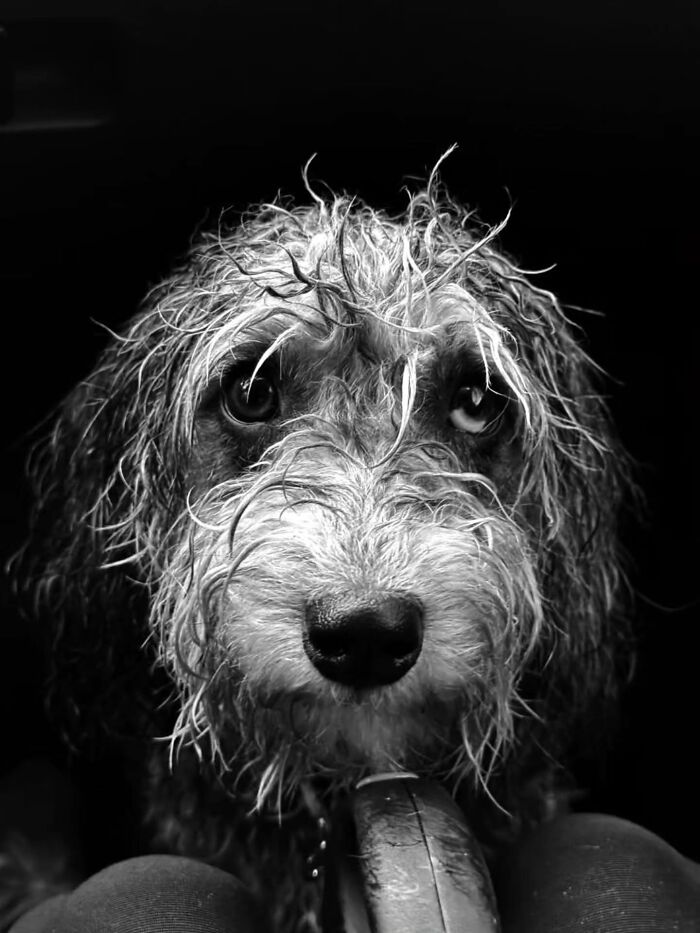 31 Street Photos By PSP Where Animals Became The Most Interesting Part Of The Frame 31 Street Photos By PSP Where Animals Became The Most Interesting Part Of The Frame
