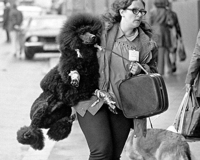 31 Street Photos By PSP Where Animals Became The Most Interesting Part Of The Frame 31 Street Photos By PSP Where Animals Became The Most Interesting Part Of The Frame