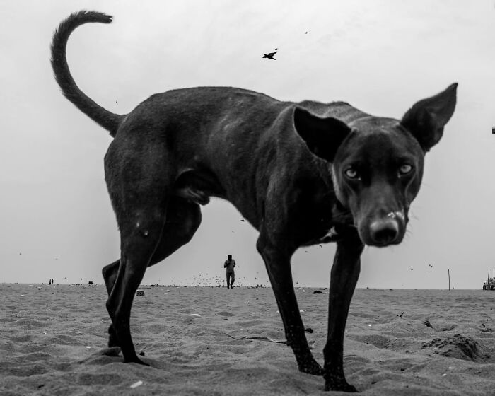 31 Street Photos By PSP Where Animals Became The Most Interesting Part Of The Frame 31 Street Photos By PSP Where Animals Became The Most Interesting Part Of The Frame