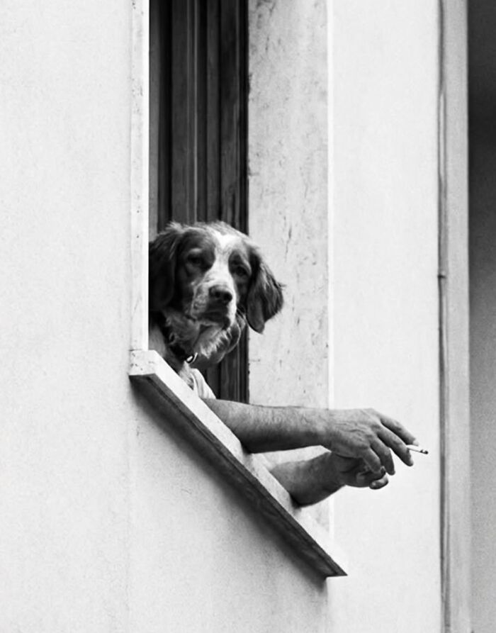31 Street Photos By PSP Where Animals Became The Most Interesting Part Of The Frame 31 Street Photos By PSP Where Animals Became The Most Interesting Part Of The Frame