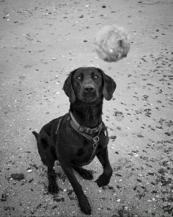 31 Street Photos By PSP Where Animals Became The Most Interesting Part Of The Frame 31 Street Photos By PSP Where Animals Became The Most Interesting Part Of The Frame