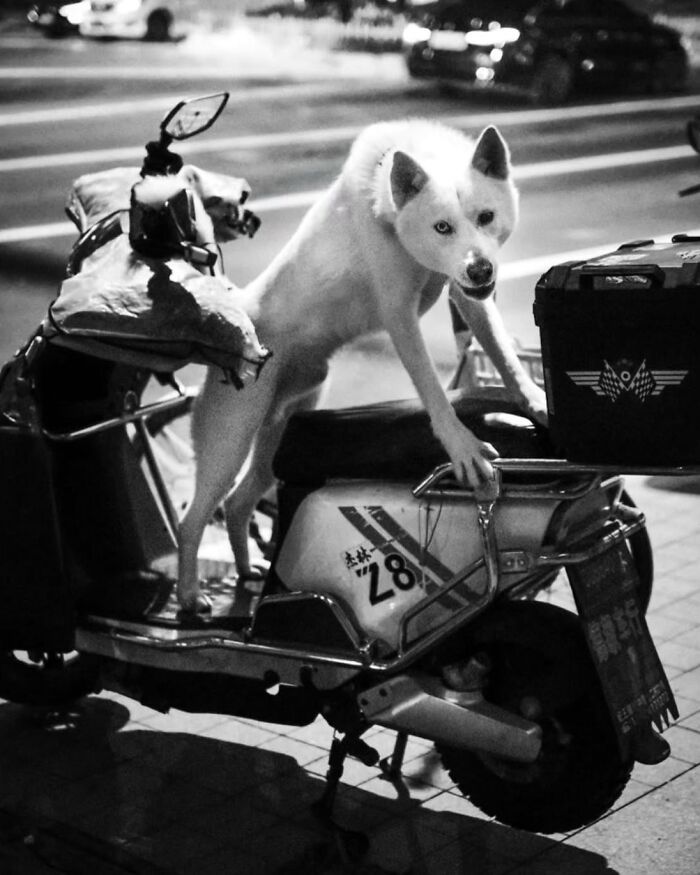 31 Street Photos By PSP Where Animals Became The Most Interesting Part Of The Frame 31 Street Photos By PSP Where Animals Became The Most Interesting Part Of The Frame