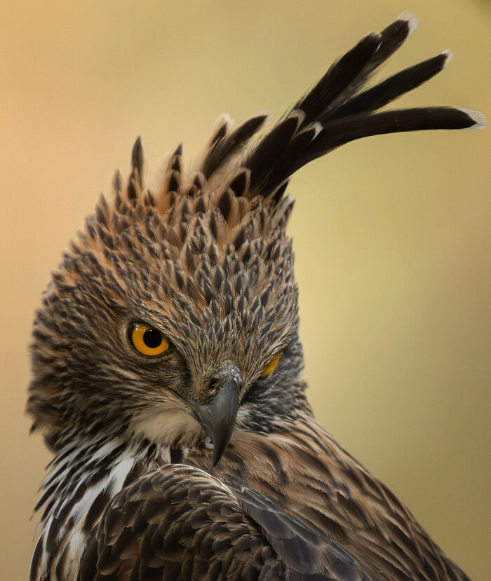 51 Mesmerizing Wildlife Moments By This Award-Winning Photographer 51 Mesmerizing Wildlife Moments By This Award-Winning Photographer