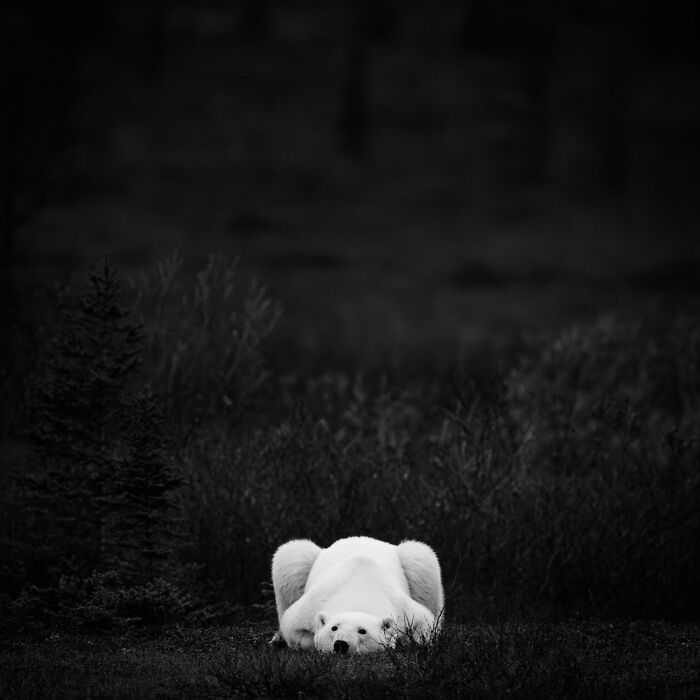 51 Mesmerizing Wildlife Moments By This Award-Winning Photographer 51 Mesmerizing Wildlife Moments By This Award-Winning Photographer
