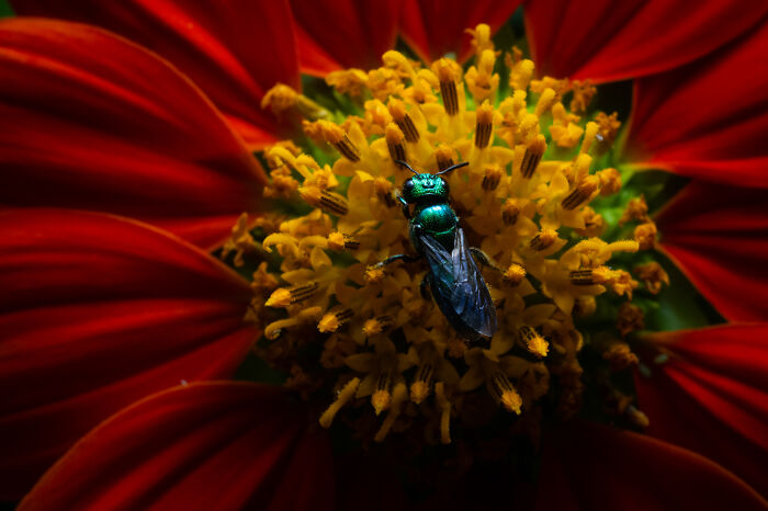 51 Mesmerizing Wildlife Moments By This Award-Winning Photographer 51 Mesmerizing Wildlife Moments By This Award-Winning Photographer