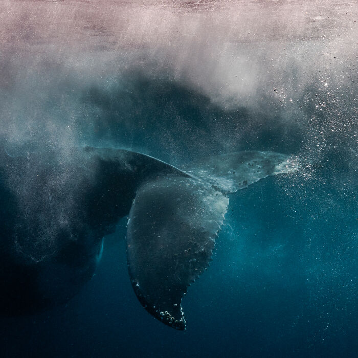 51 Mesmerizing Wildlife Moments By This Award-Winning Photographer 51 Mesmerizing Wildlife Moments By This Award-Winning Photographer