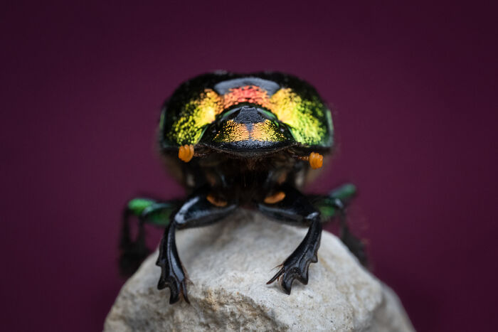 51 Mesmerizing Wildlife Moments By This Award-Winning Photographer 51 Mesmerizing Wildlife Moments By This Award-Winning Photographer