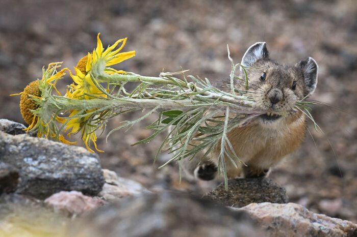 51 Mesmerizing Wildlife Moments By This Award-Winning Photographer 51 Mesmerizing Wildlife Moments By This Award-Winning Photographer