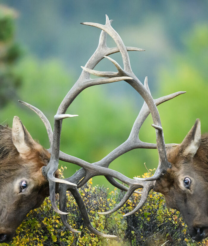 51 Mesmerizing Wildlife Moments By This Award-Winning Photographer 51 Mesmerizing Wildlife Moments By This Award-Winning Photographer