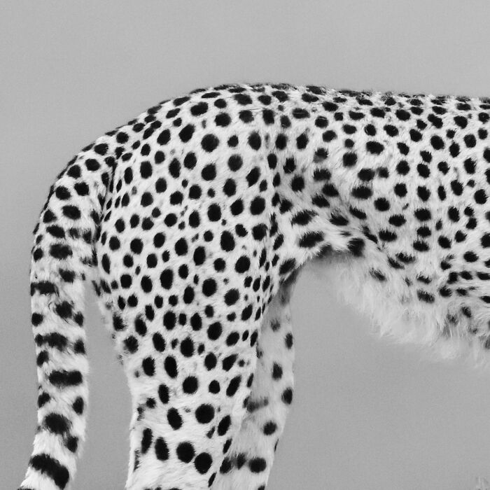 51 Mesmerizing Wildlife Moments By This Award-Winning Photographer 51 Mesmerizing Wildlife Moments By This Award-Winning Photographer