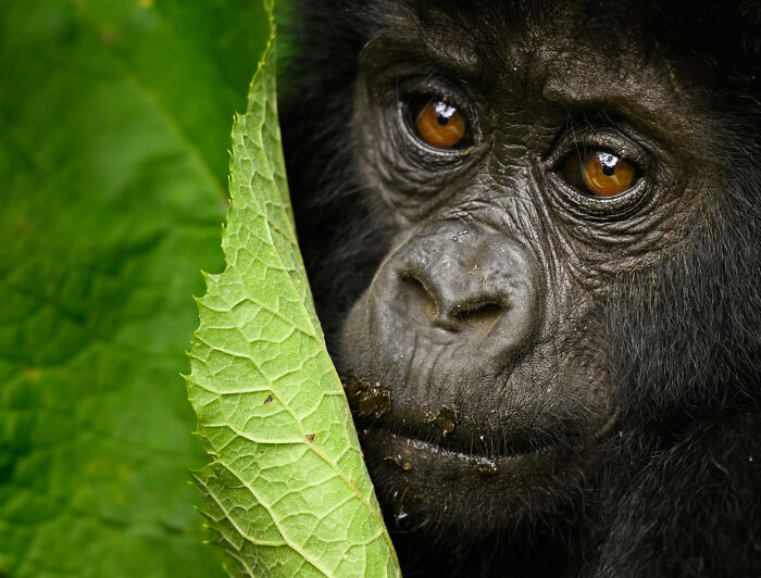 51 Mesmerizing Wildlife Moments By This Award-Winning Photographer 51 Mesmerizing Wildlife Moments By This Award-Winning Photographer