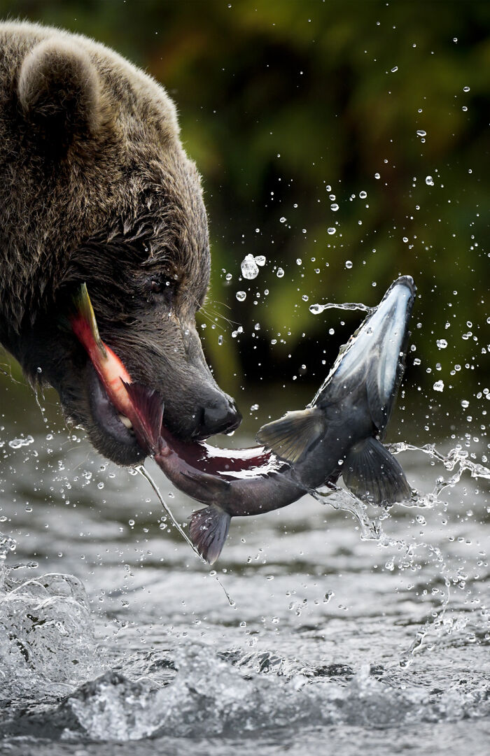 51 Mesmerizing Wildlife Moments By This Award-Winning Photographer 51 Mesmerizing Wildlife Moments By This Award-Winning Photographer