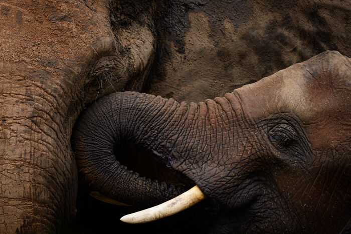 51 Mesmerizing Wildlife Moments By This Award-Winning Photographer 51 Mesmerizing Wildlife Moments By This Award-Winning Photographer