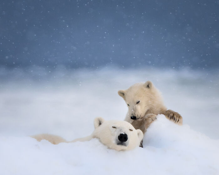 51 Mesmerizing Wildlife Moments By This Award-Winning Photographer 51 Mesmerizing Wildlife Moments By This Award-Winning Photographer