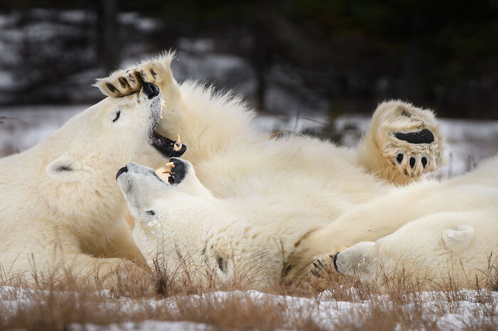 51 Mesmerizing Wildlife Moments By This Award-Winning Photographer 51 Mesmerizing Wildlife Moments By This Award-Winning Photographer