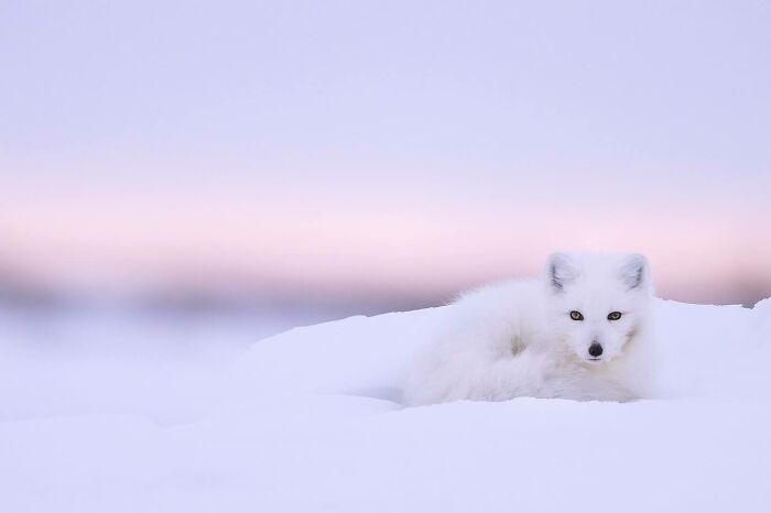 51 Mesmerizing Wildlife Moments By This Award-Winning Photographer 51 Mesmerizing Wildlife Moments By This Award-Winning Photographer
