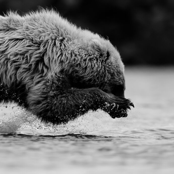 51 Mesmerizing Wildlife Moments By This Award-Winning Photographer 51 Mesmerizing Wildlife Moments By This Award-Winning Photographer
